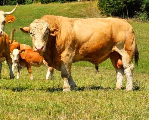 Zuchtstier Hamlet Mutterkuhhaltung Fleckvieh Simmental